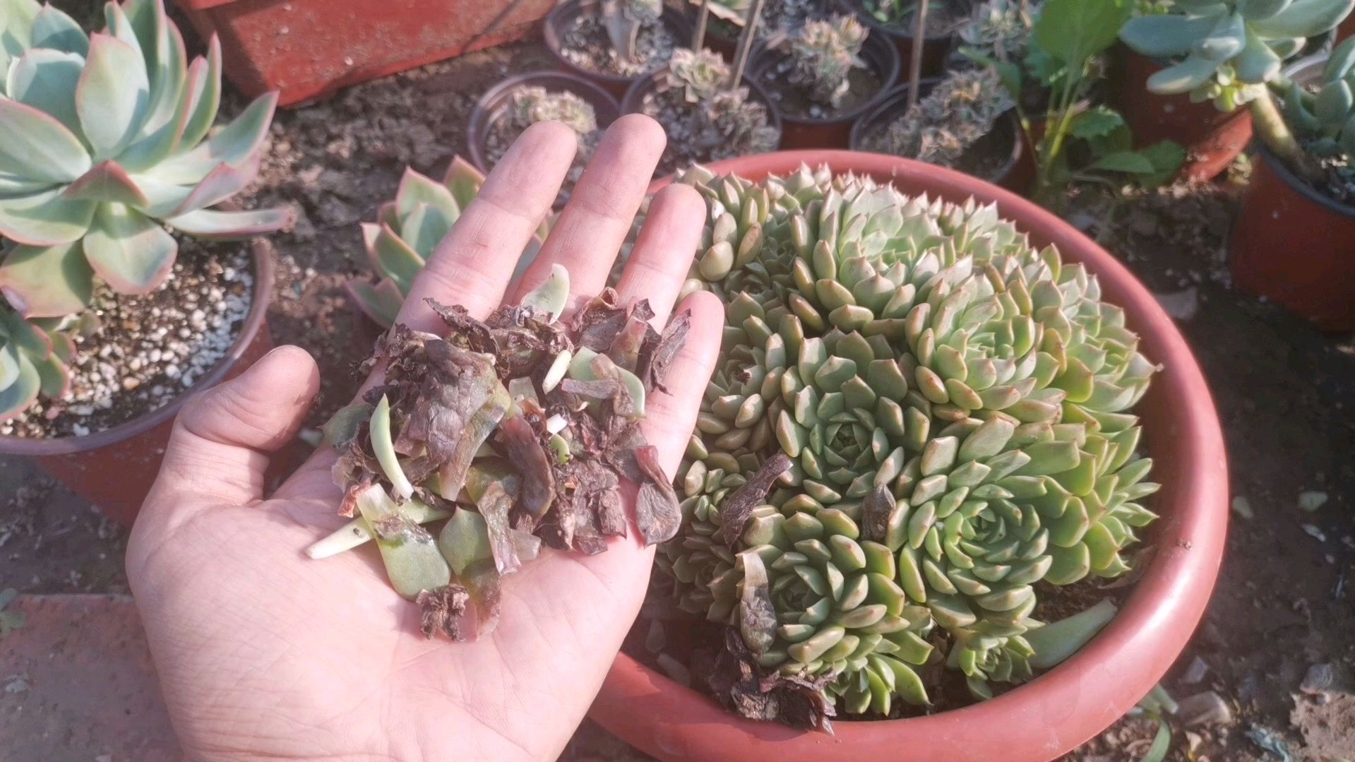 小伙给多肉上盆时候的细节没在意 差点损失一颗大群生多肉