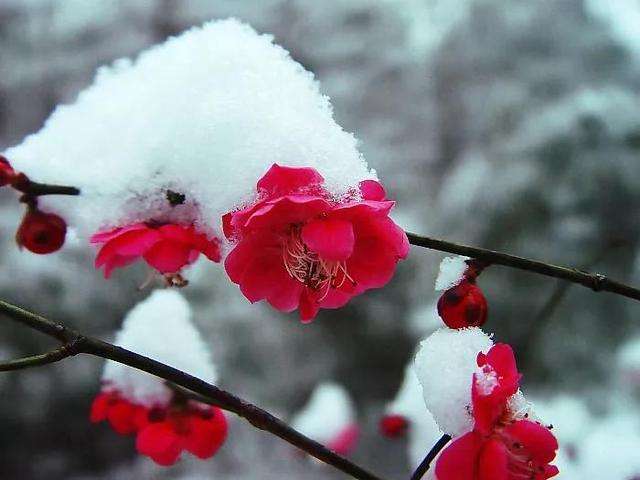 一半焰火一半雪,芳华燃尽迎春归