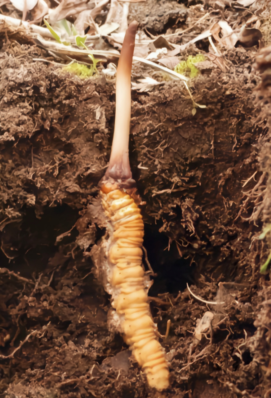 每天认识一种昆虫——虫草蝙蝠蛾 说到虫草蝙蝠蛾大家比较陌生,它是