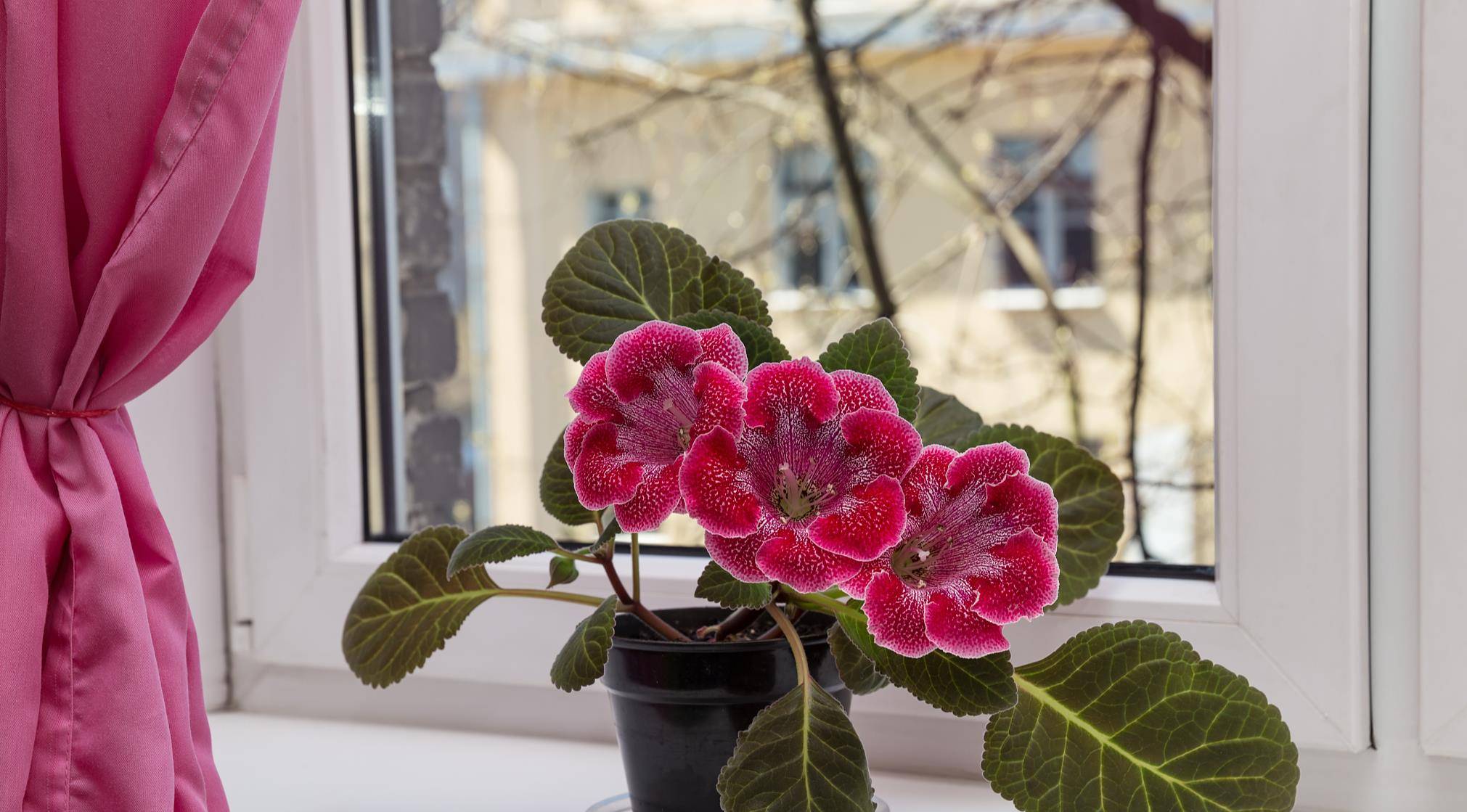 8种"喜阴花",适合养客厅,有点散光就"爆棚",养人又好养