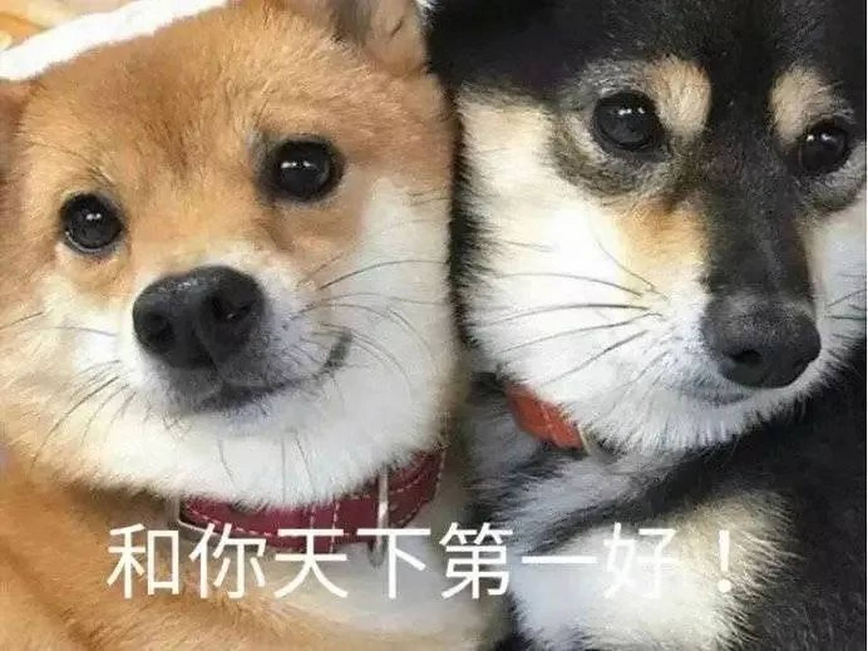 逗你玩呢# #表情包# 真的很喜欢早起,有一种魂飞魄散的感觉