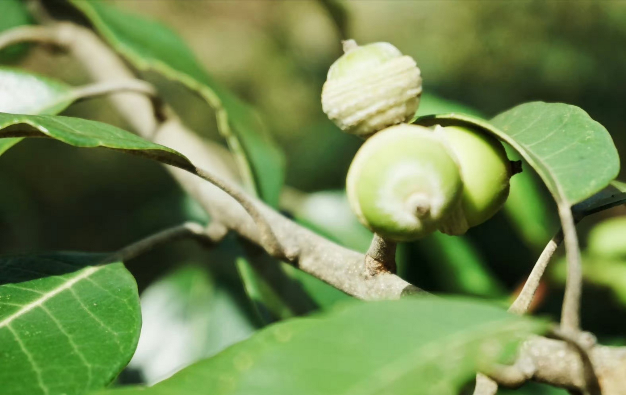 黄毛青冈,为壳斗科青冈属植物,壳斗浅碗形,密被黄色绒毛,生于海拔1