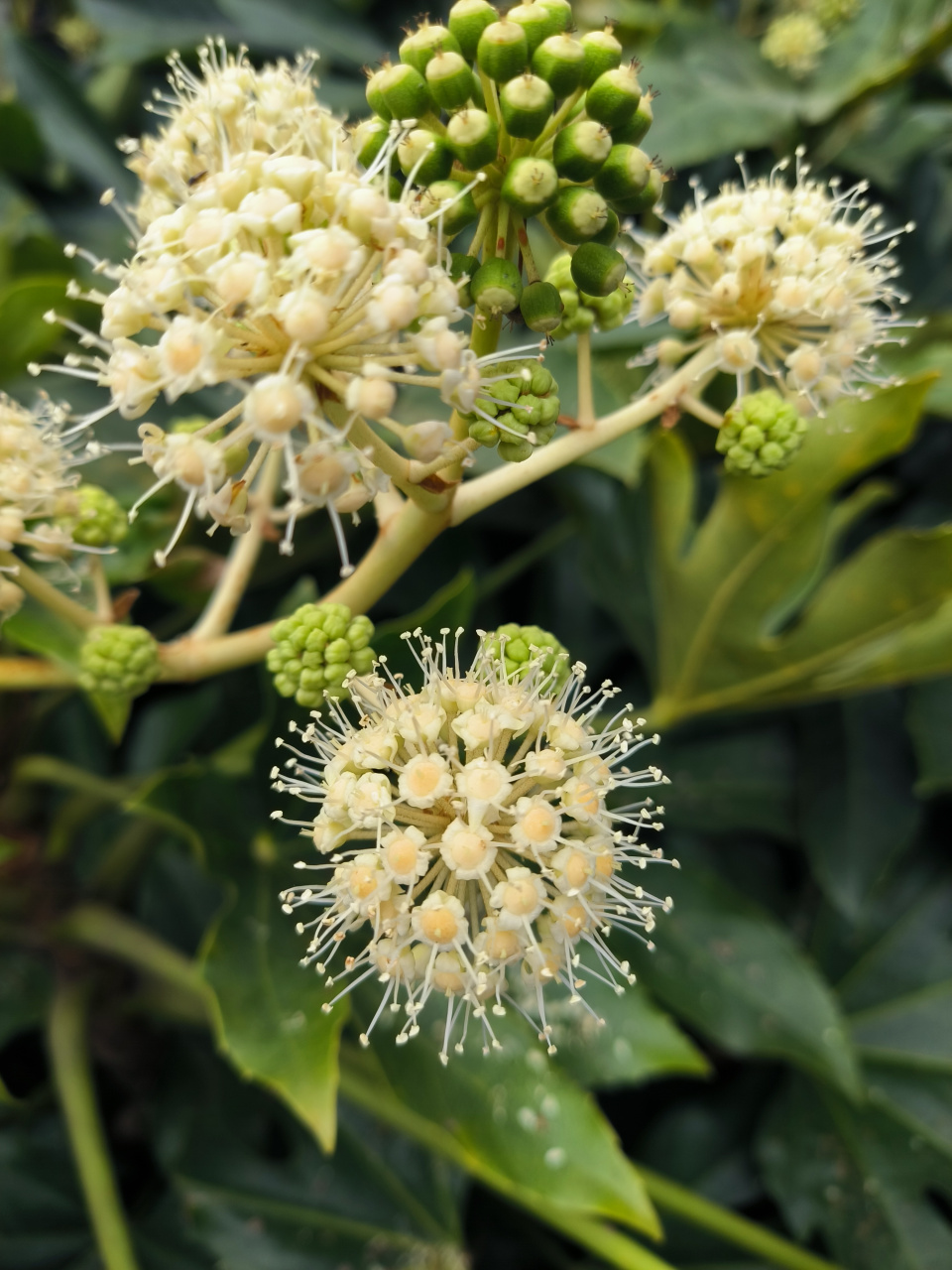 今天逛了公园,看到了八角金盘icon开花.