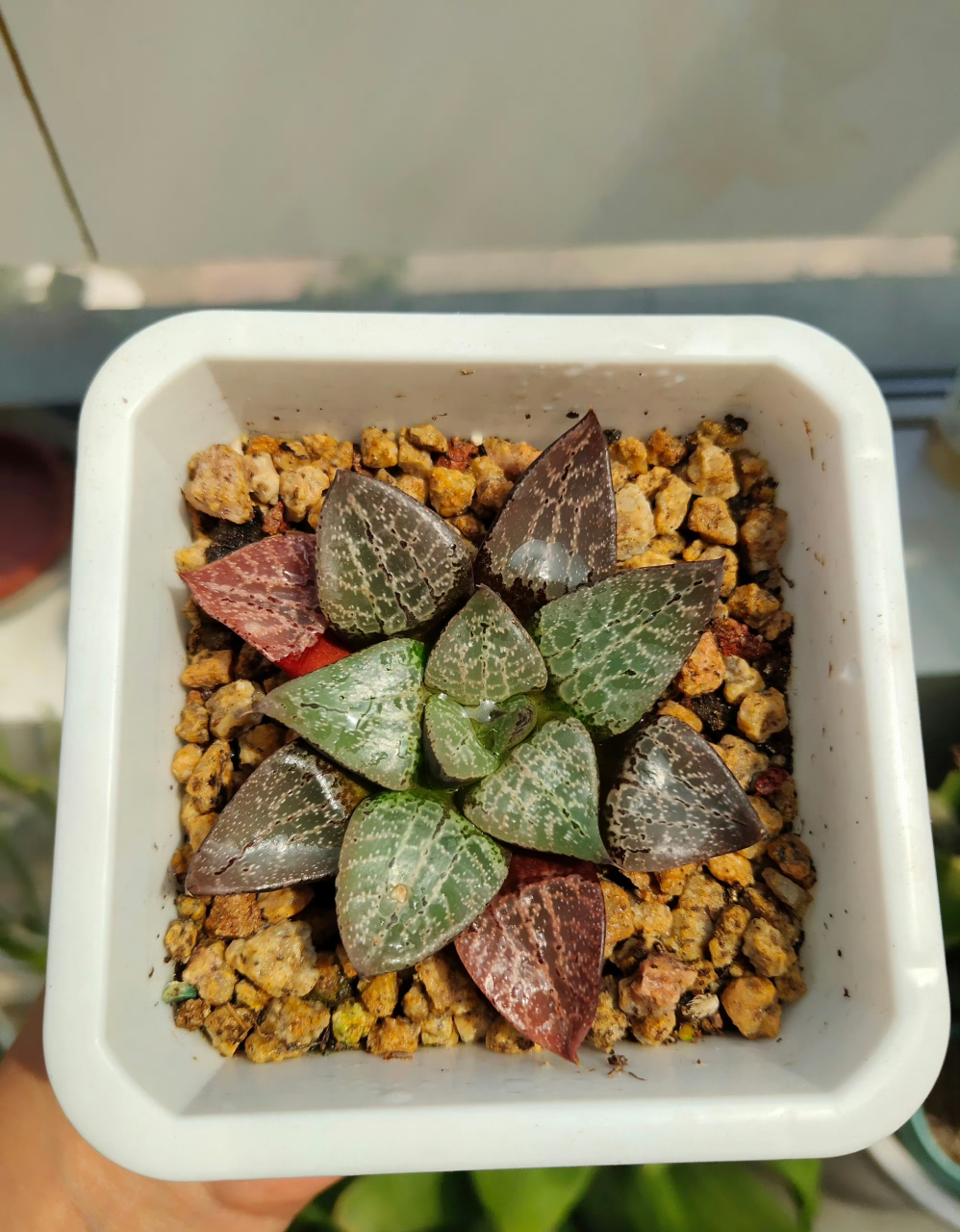 多肉十二卷  西山寿 毛玉露 黑肌玉露 雪花玉露 玉扇 樱水晶 阿寒湖