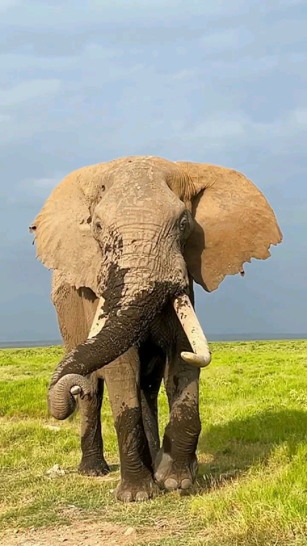 草地上觅食的大象