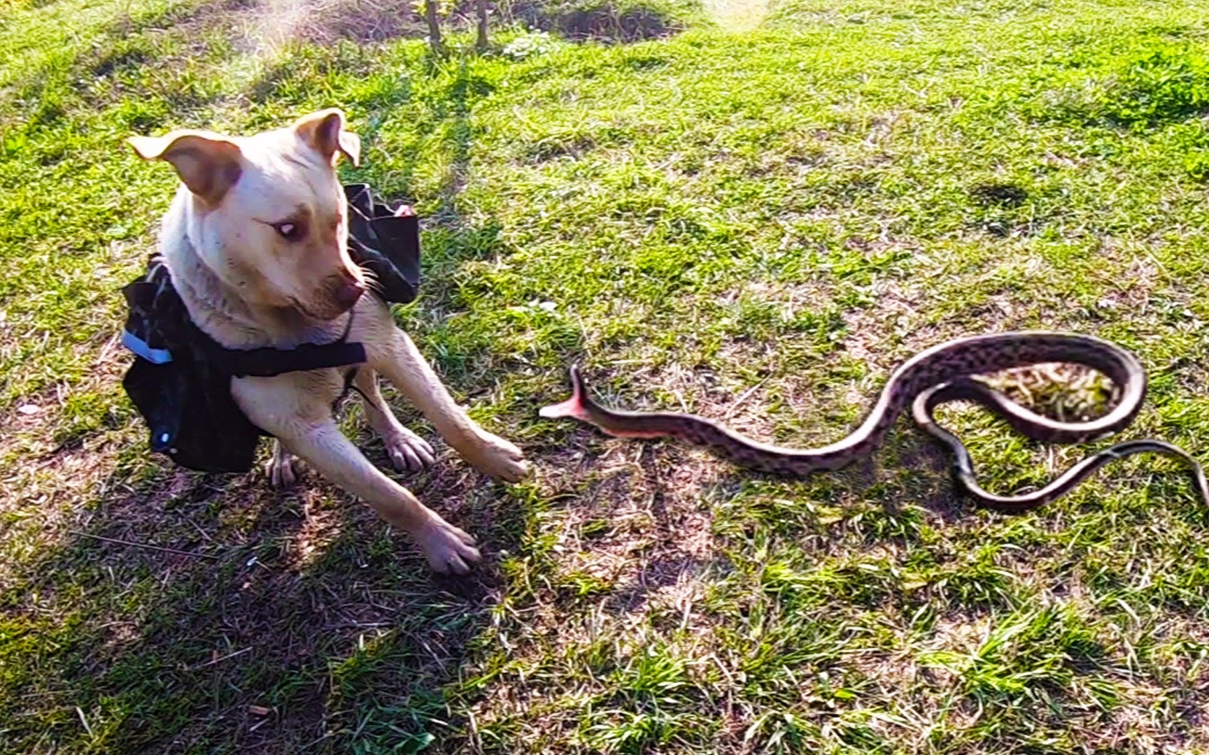 土狗与毒蛇的生死搏斗