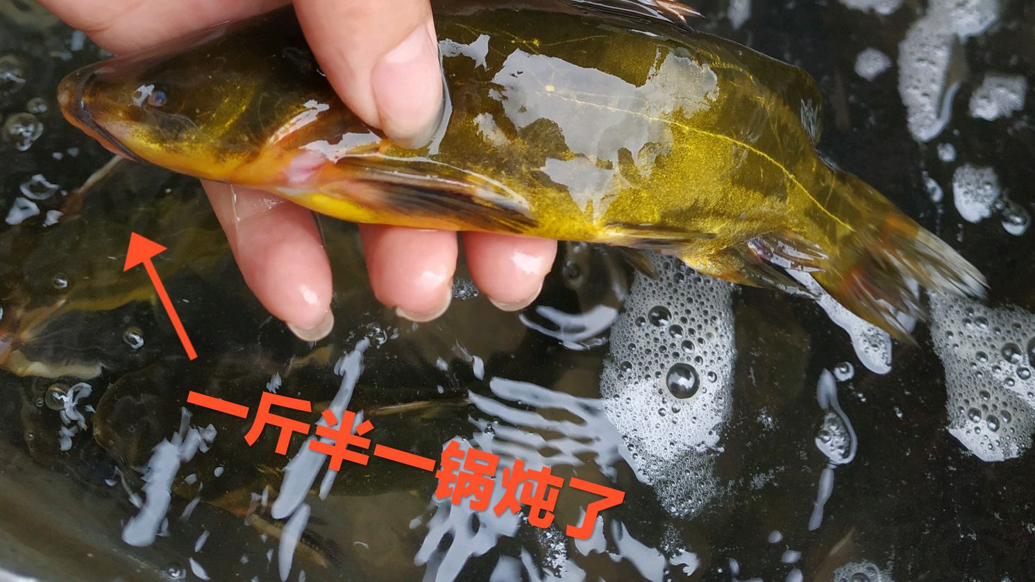 黄骨鱼 黄拉丁 怎么做好吃
