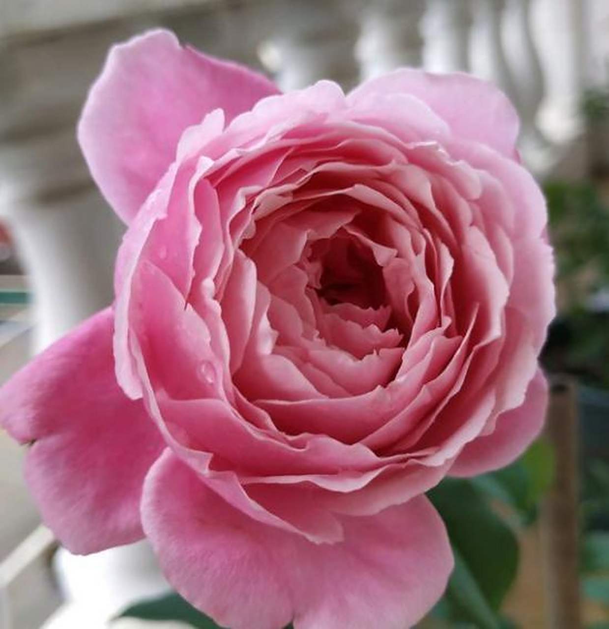 端庄大气的伊丽莎白月季花,在很多人眼里看来它就是像女王一样,有着