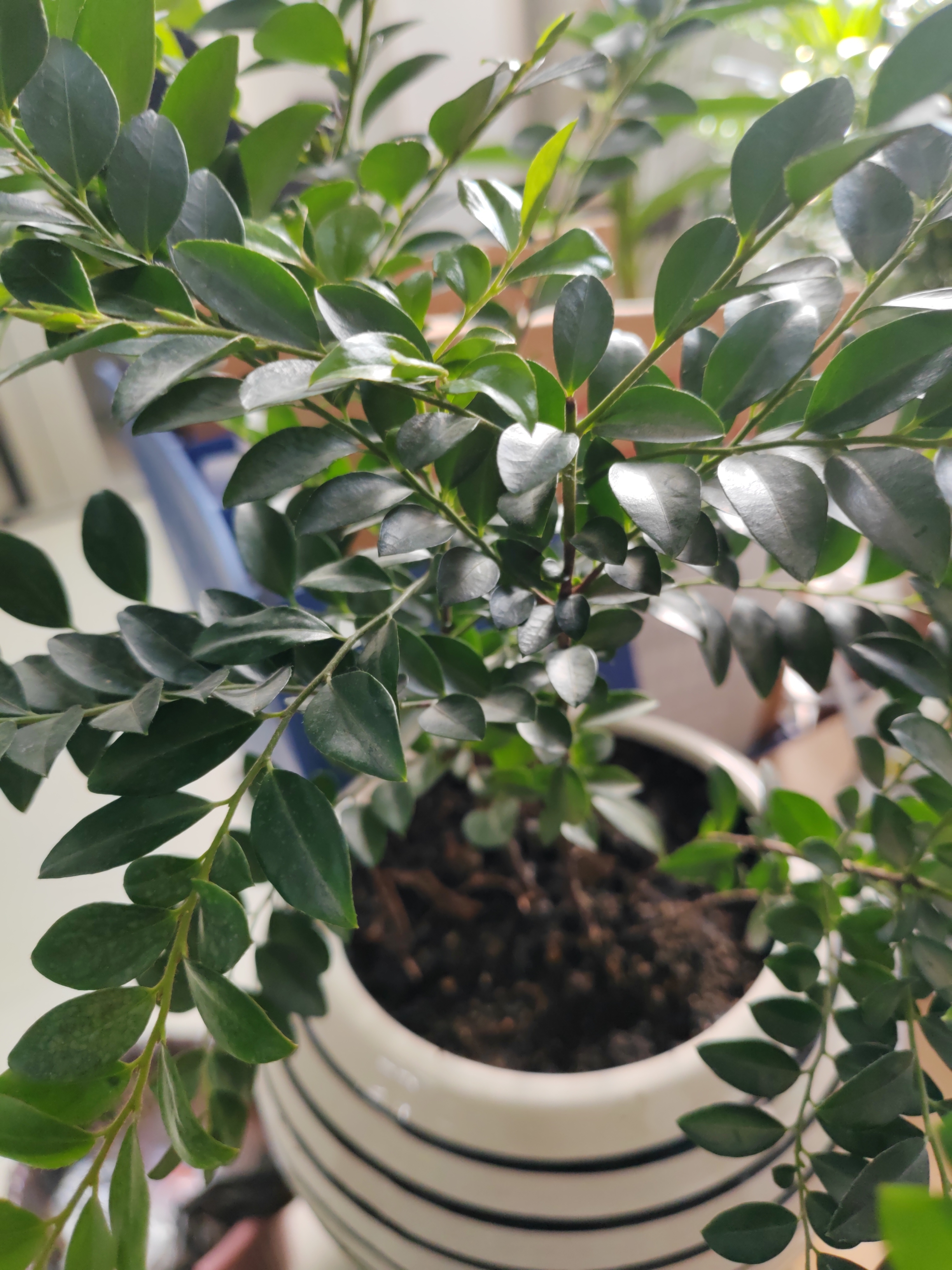 新手养盆栽怎么区别:小果柿,胡椒木,清香木