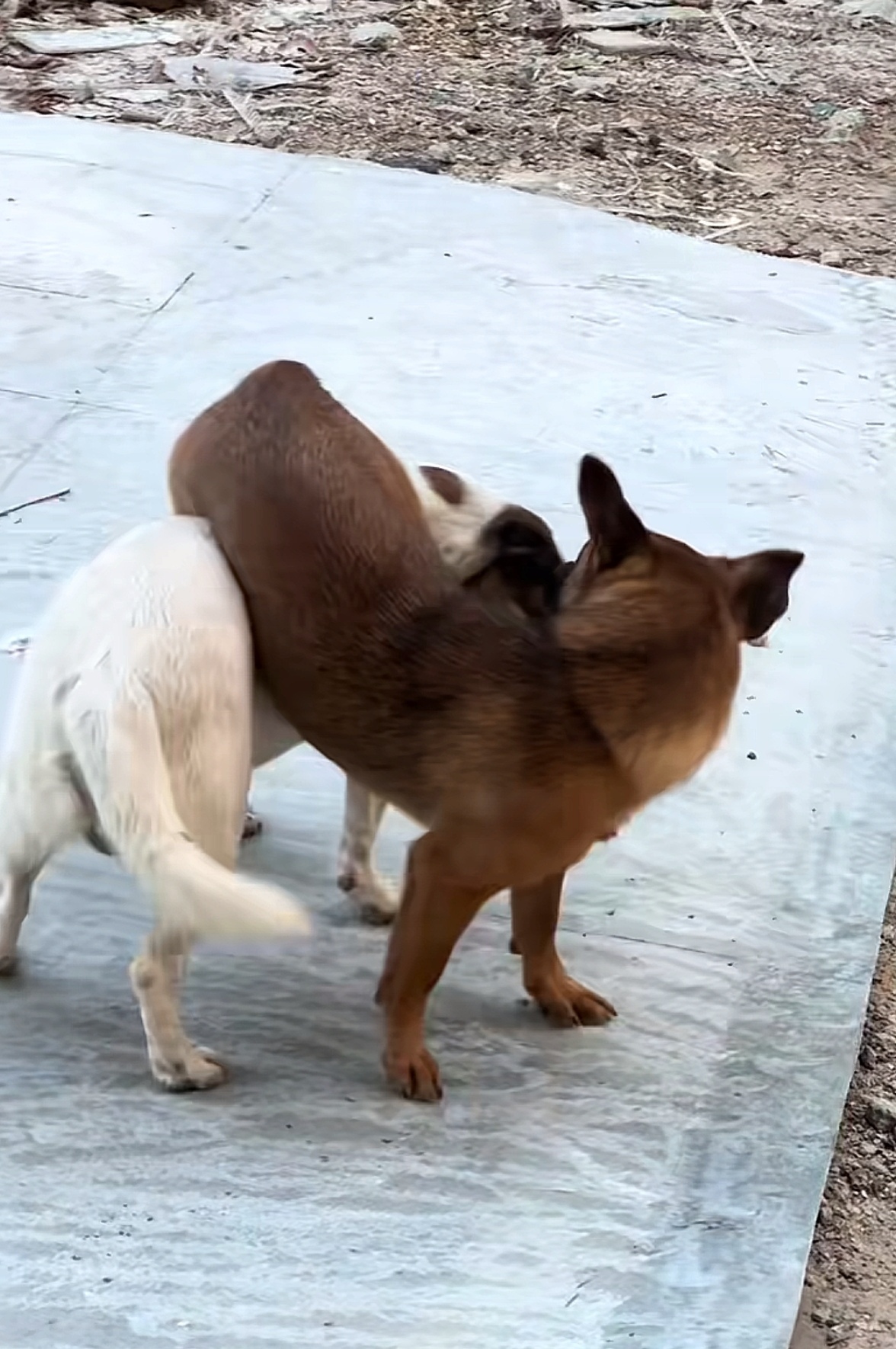 哈哈哈,这小短腿打架打的还挺厉害,笑死了,从来没见过狗子这么会玩