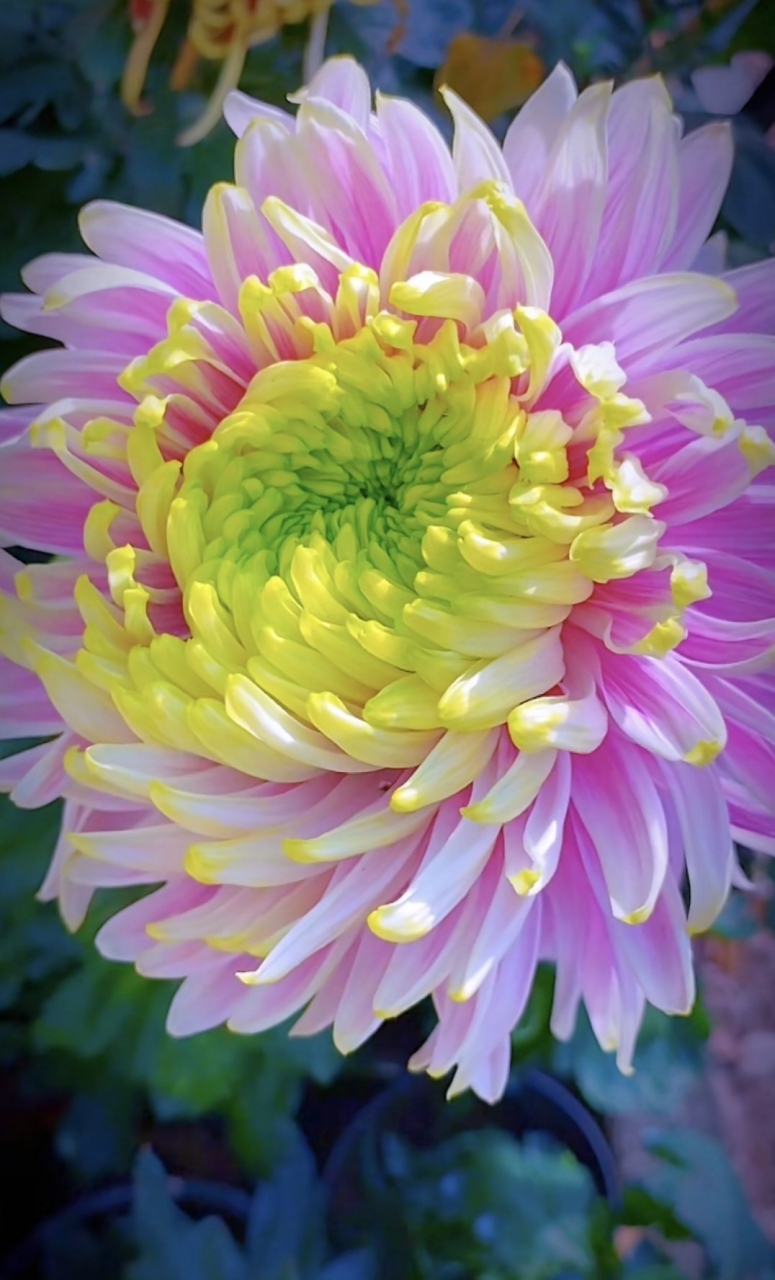 菊花花语:高洁,隐逸;高贵与长寿 ,菊花盛开,千姿百态,鲜艳美丽.