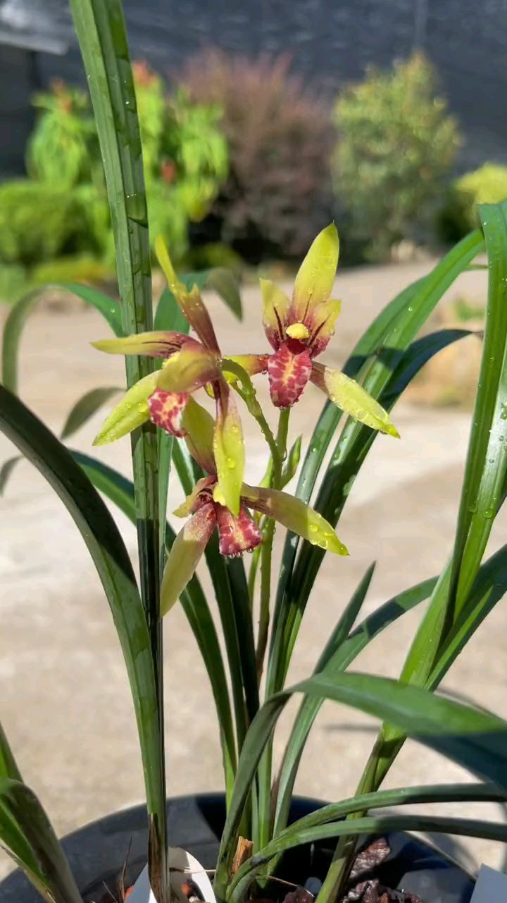 建兰小国魂全部带花苞