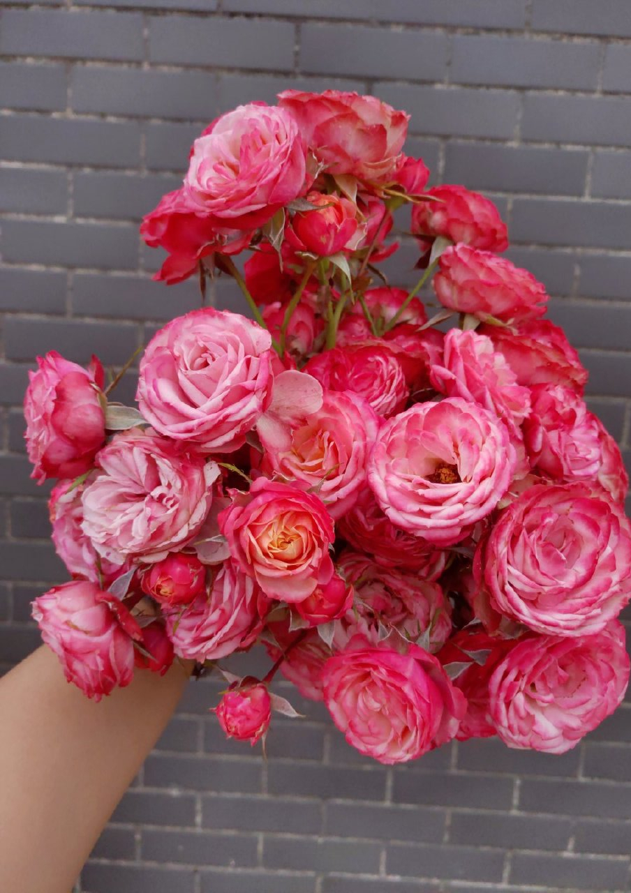 月季品种照之浪漫比克,人家塑料花,超级丰花勤花.