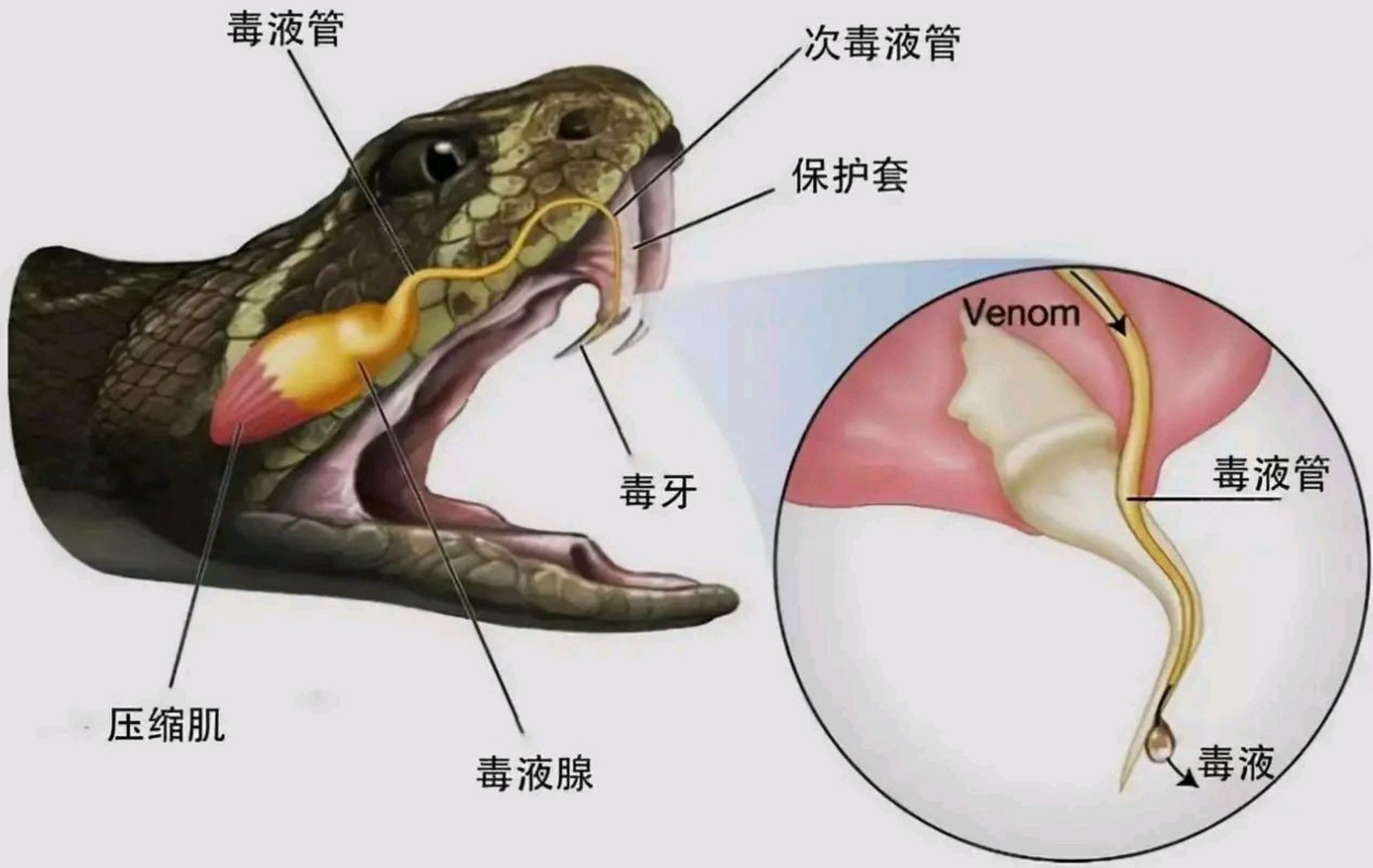 广西水南蛇图片