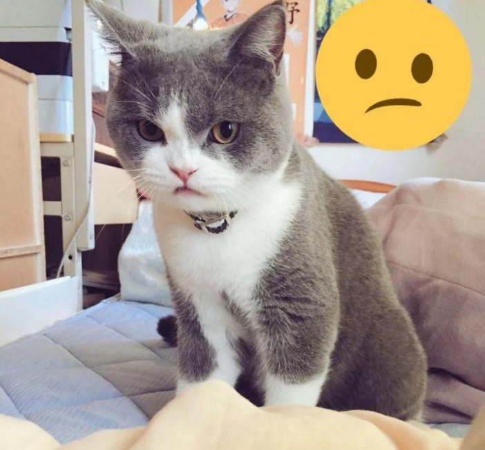 日本小哥养了只高颜值"网红猫",网友:就连生气的表情都很可爱