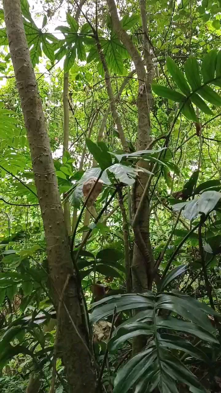 大山深处野生中药材