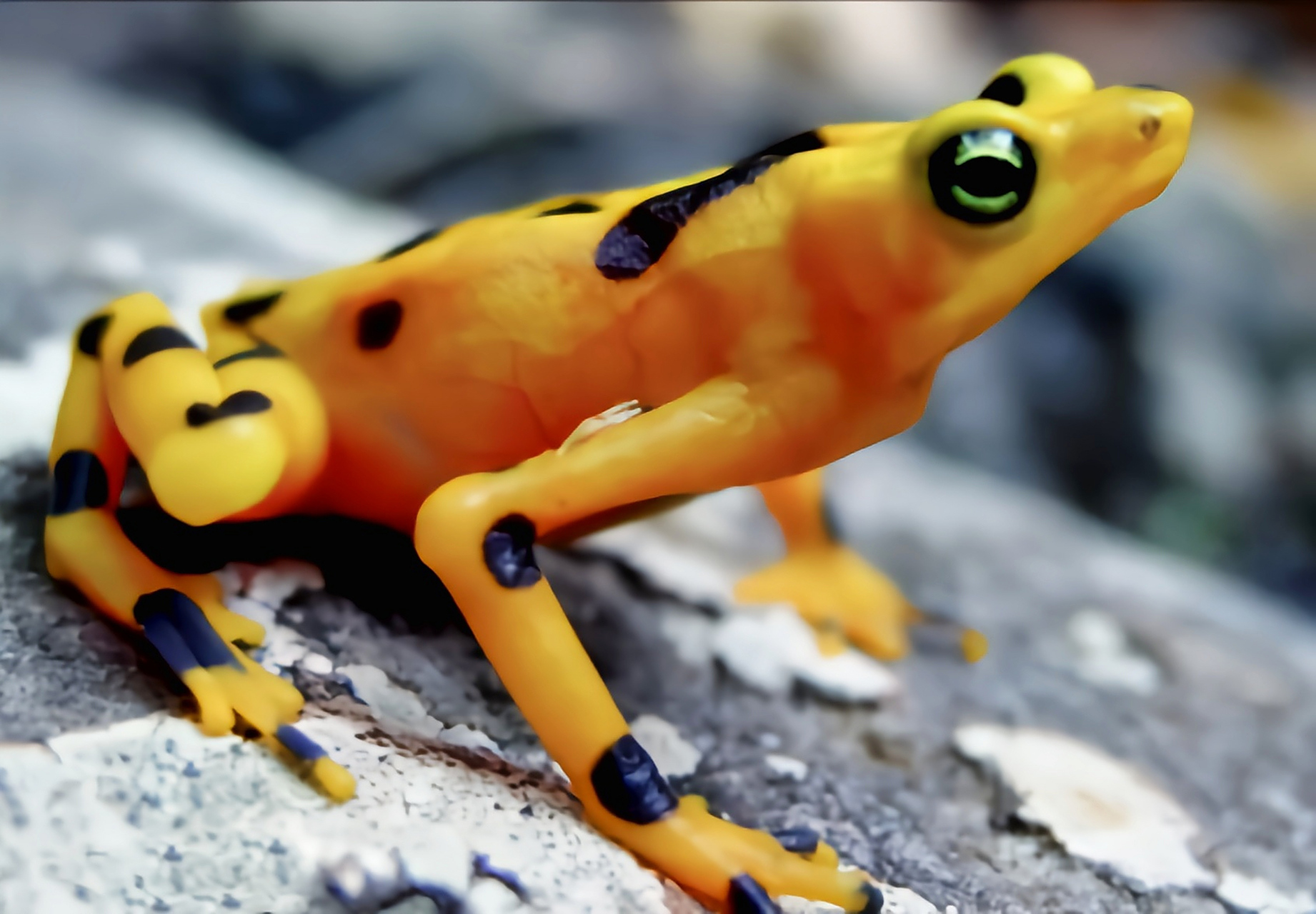 每天认识一种动物——巴拿马金蛙 巴拿马金蛙别名泽氏斑蟾是巴拿马特