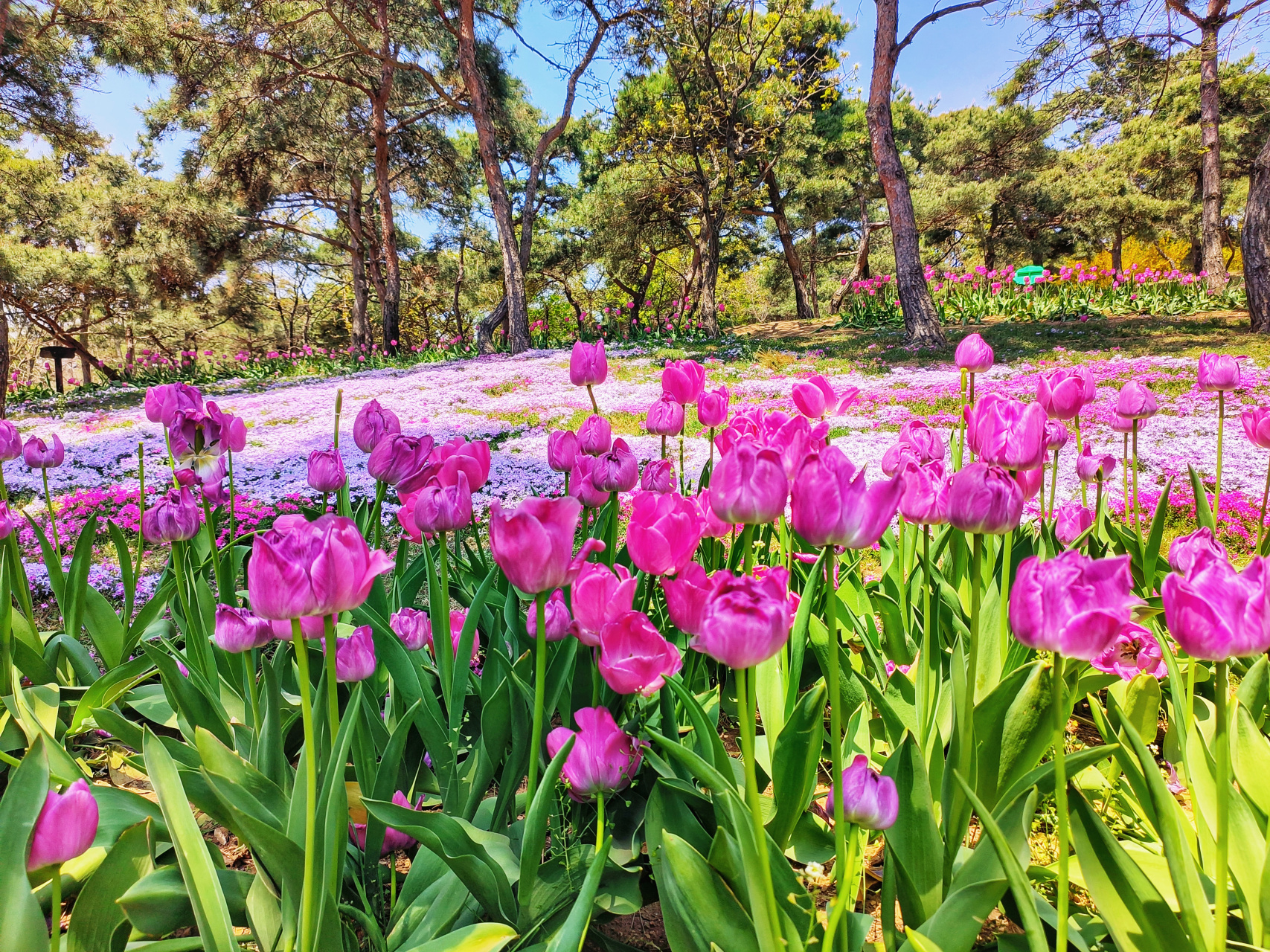 大连最美郁金香花海,英歌石植物园,现在正是盛放期,花期很短,快来打卡