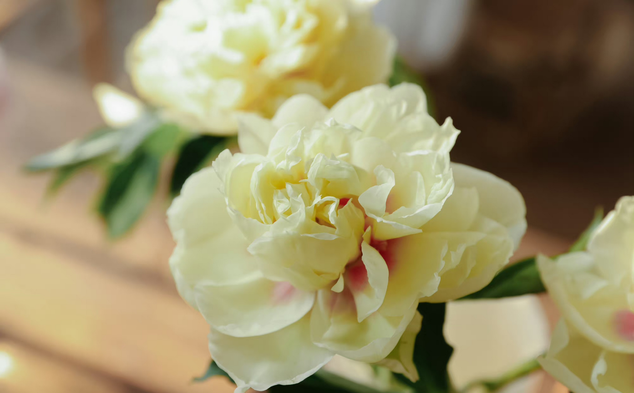 特点: 进口伊藤芍药bartzella,中文译为巴茨拉,牡丹和芍药的杂交品种