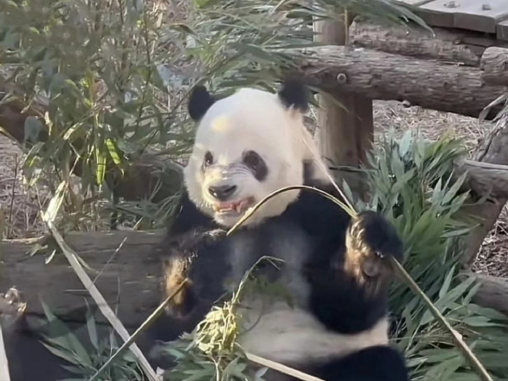 萌二:弟弟吃竹子不,哥哥给你掰一根[滑稽][滑稽][滑稽]