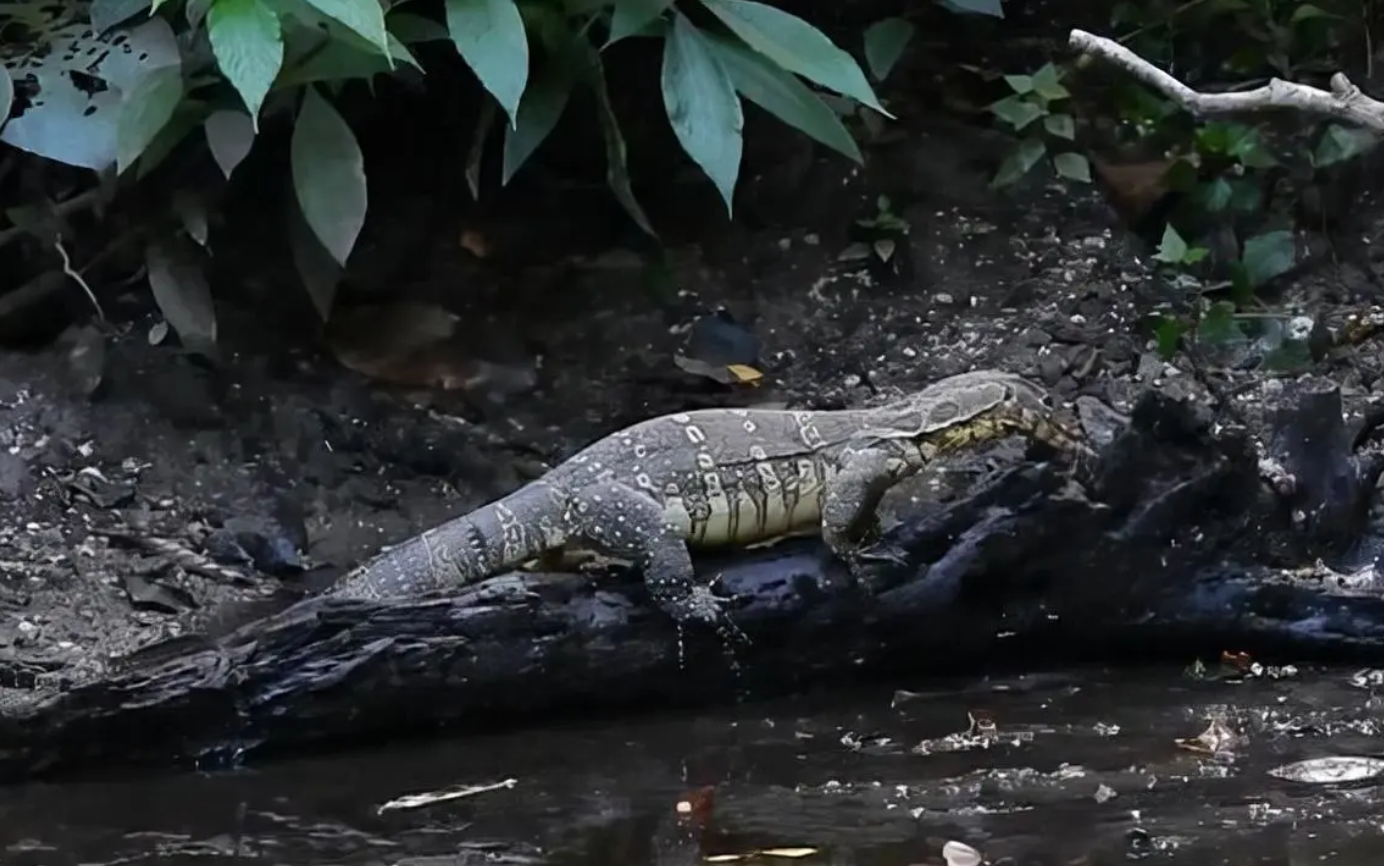 极危物种大蜥蜴"串门"被抓,1米多长!俗称五爪金龙,生性好斗
