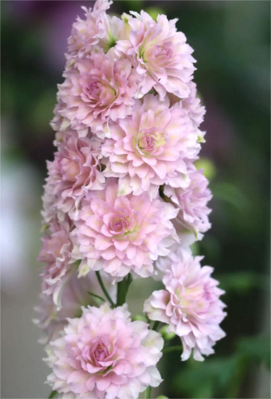 花飞燕草品种——高地人系列 (highlander series) 完全重瓣的花型