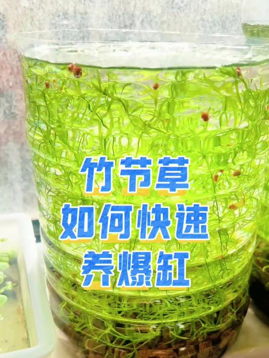 竹节草如何快速养爆缸