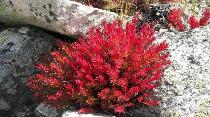 诺迪康胶囊:管住嘴迈开腿,血管不"添堵"二阳后,如何预防气病