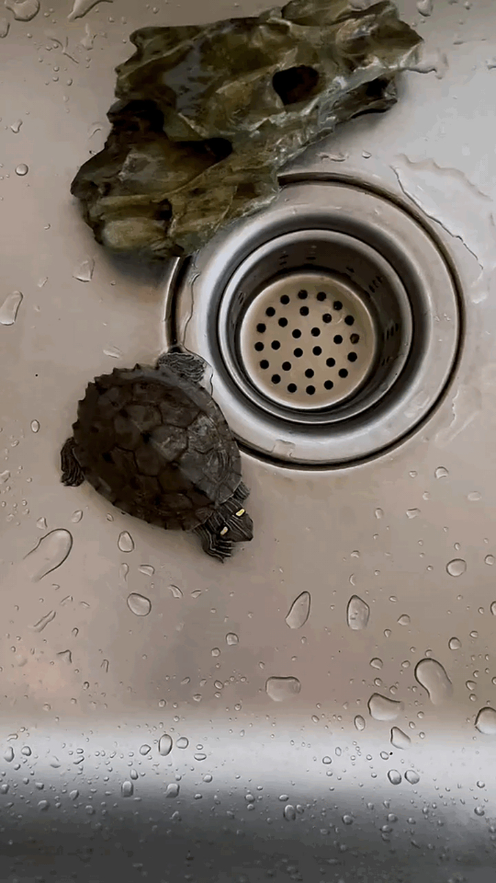 不喜欢搓澡的小乌龟 #glf创作人# 为了保证缸养小龟的清洁,每过一两天