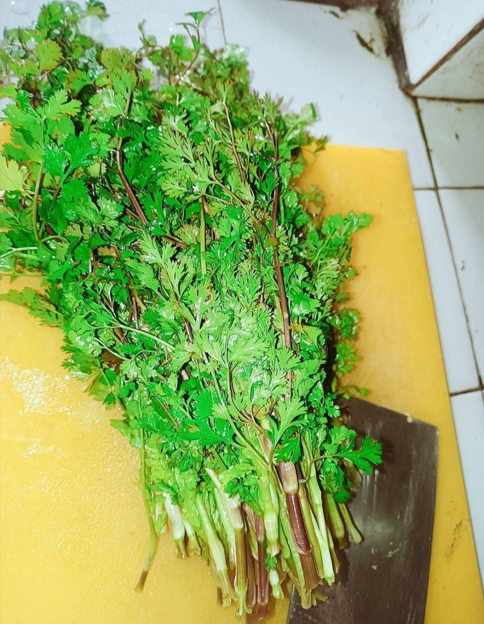 网友:岳母家自己种的香菜,为什么和我在超市买的不一样?