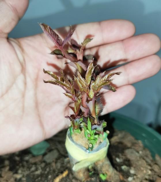 改良版蜻蜓月季区别就是改良版的不露花心,花开翻了也不丑