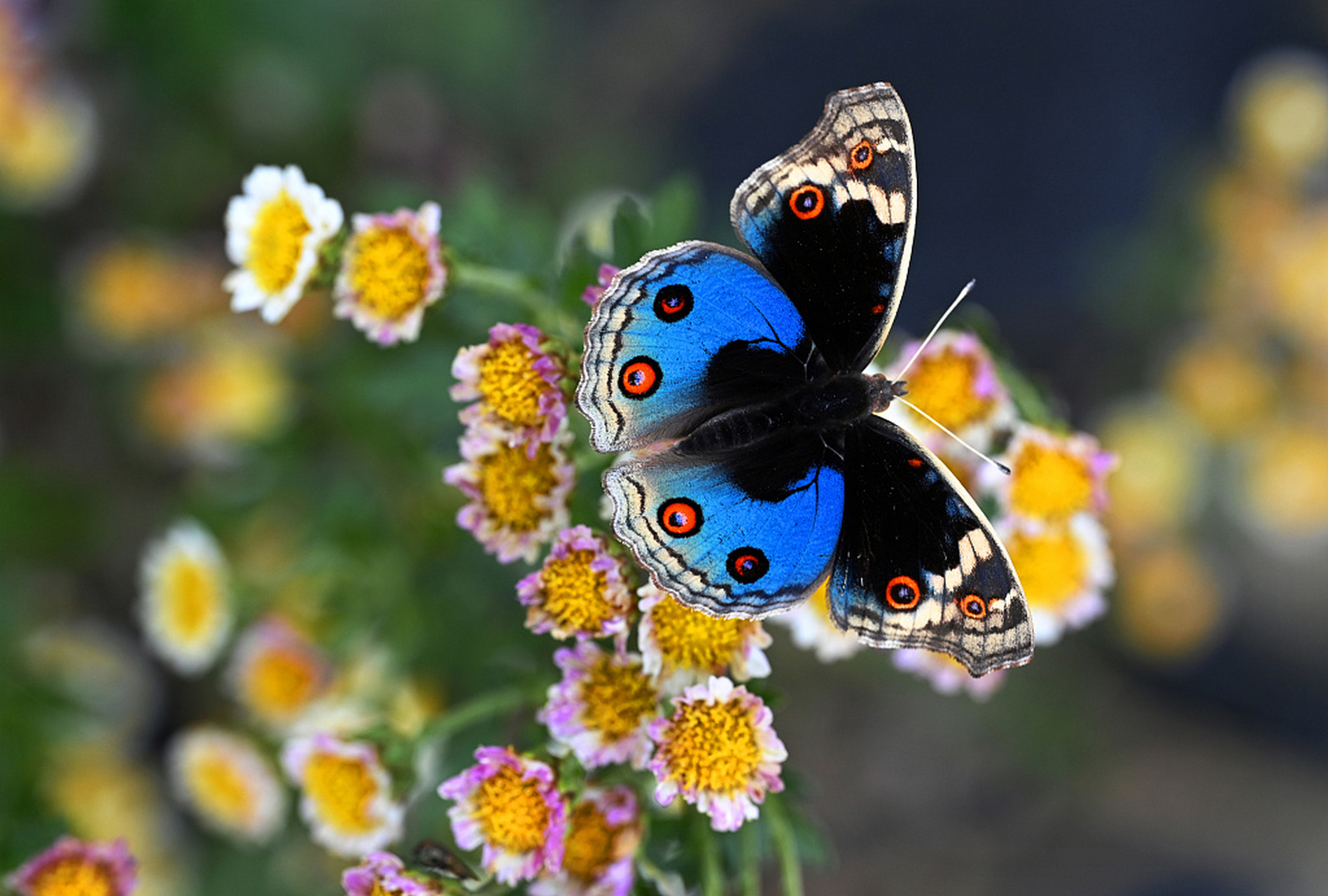 近日,在贵阳息烽县,初冬的花园里菊花依然鲜艳绽放,各色蝴蝶在花间