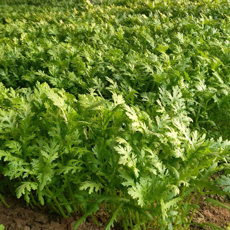 冬季种植茼蒿,需要注意哪些问题?茼蒿的冬季种植管理技巧