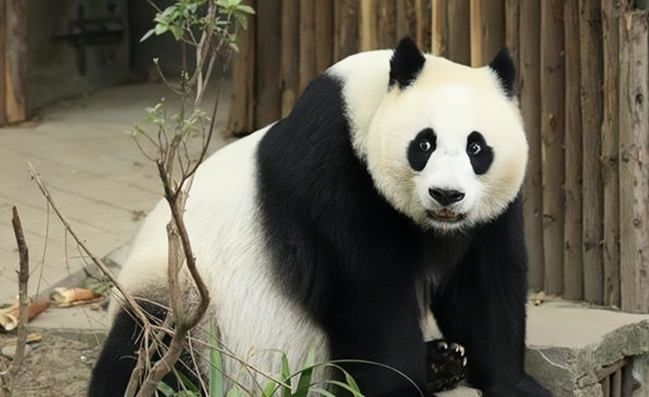 大熊猫昭美的孩子图片