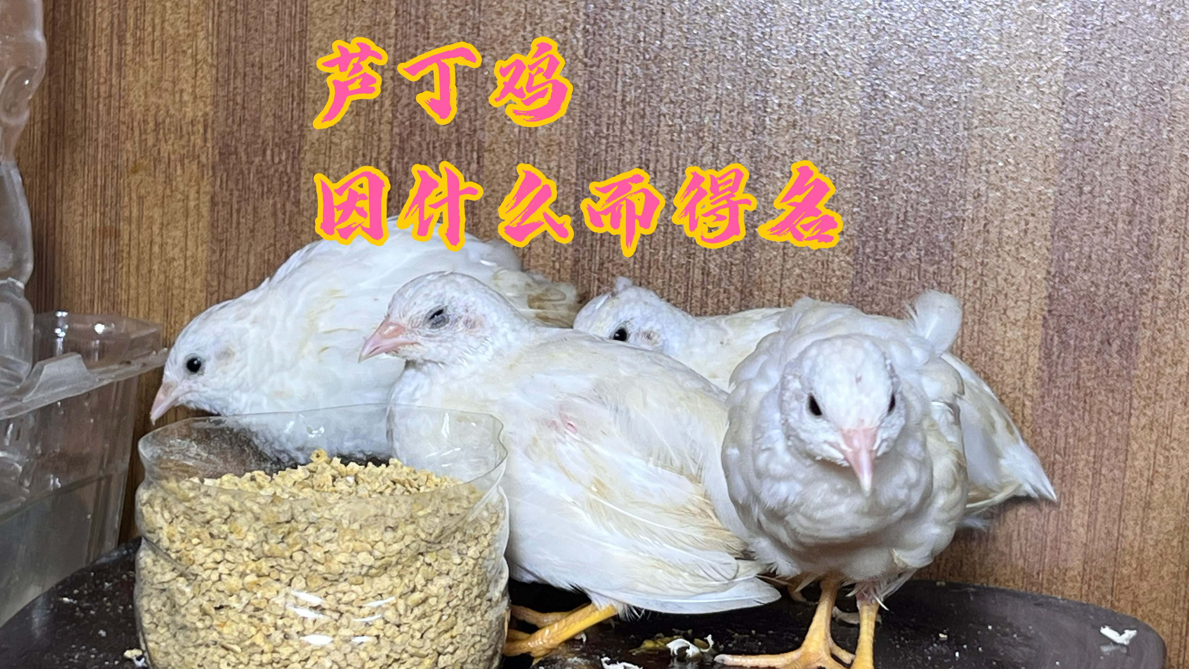 芦丁鸡因什么而得名,我们为什么那么喜欢它