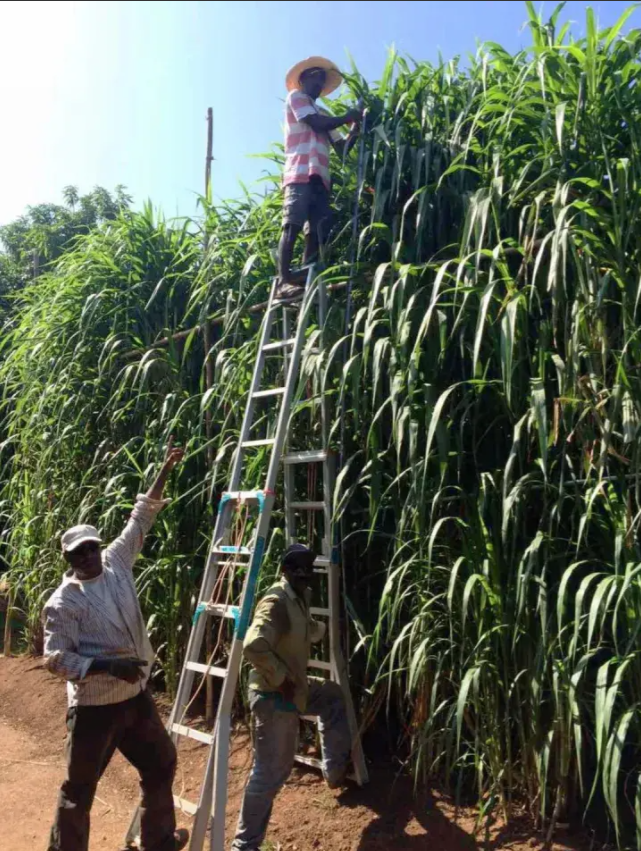 亩产值高达30吨种一次能收割15年种植巨菌草真的可以赚钱吗