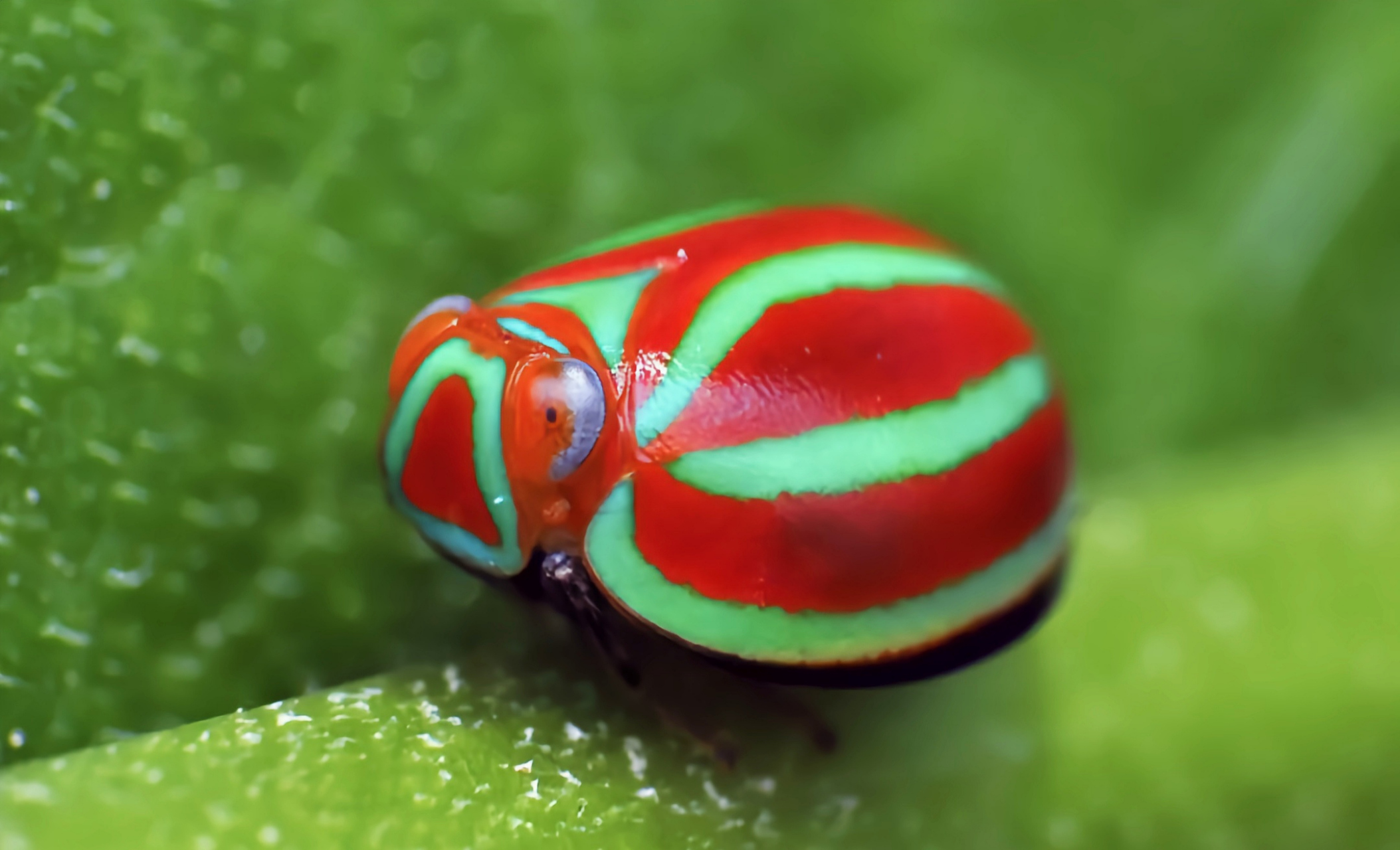 每天认识一种昆虫——瓢蜡蝉 瓢蜡蝉是蜡蝉总科中最原始的类群之一