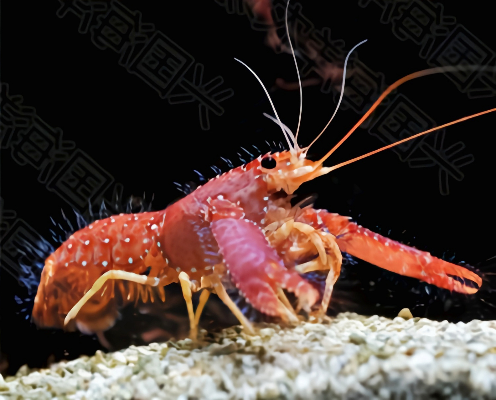 每天认识一种动物——紫光虾 紫光虾别名珊湖虾,道姆礁螯虾,原产于