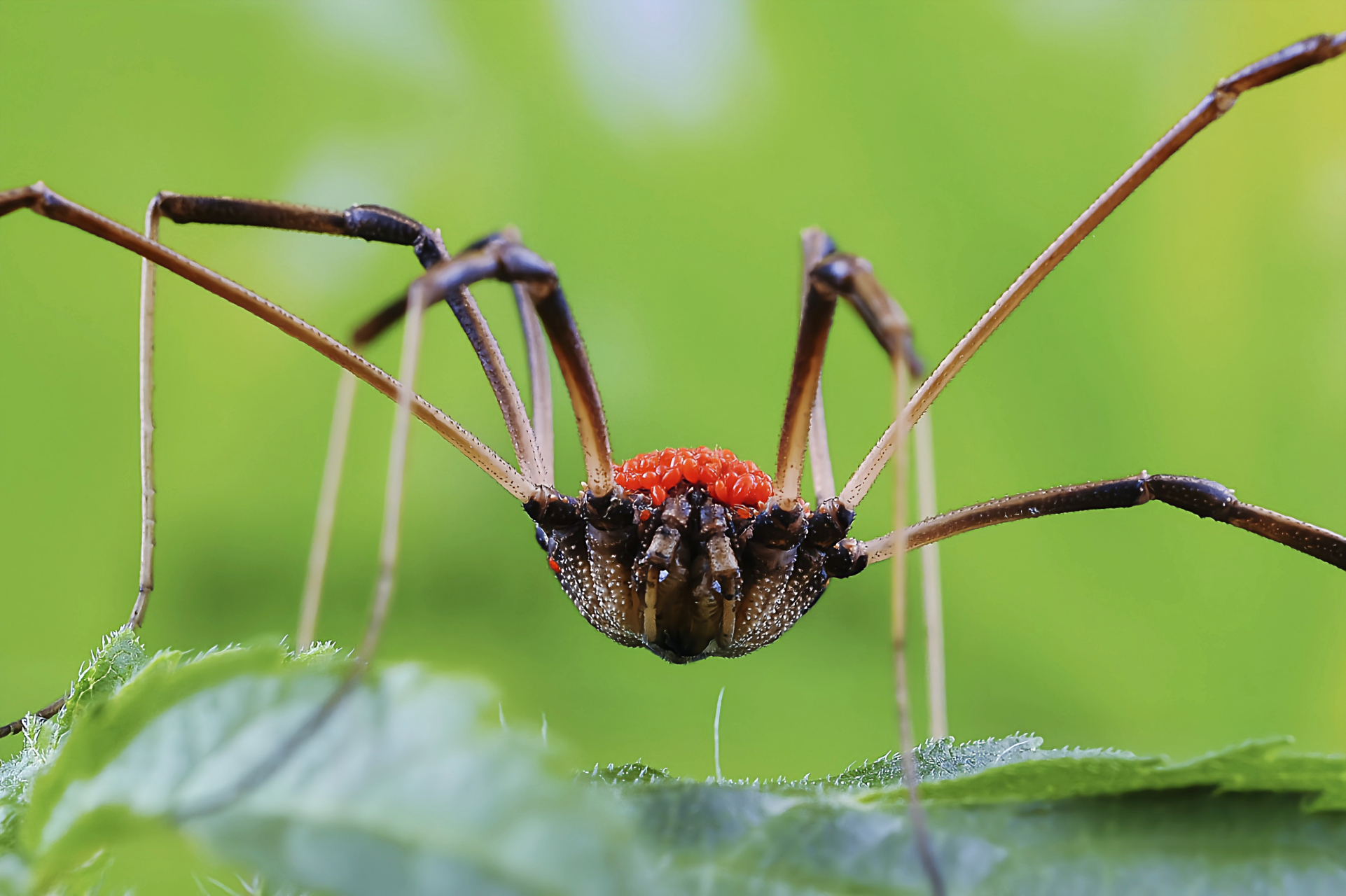 盲蛛是蜘蛛的近亲,长有长长的高跷式的腿和分段的腹部,但没有丝腺,不