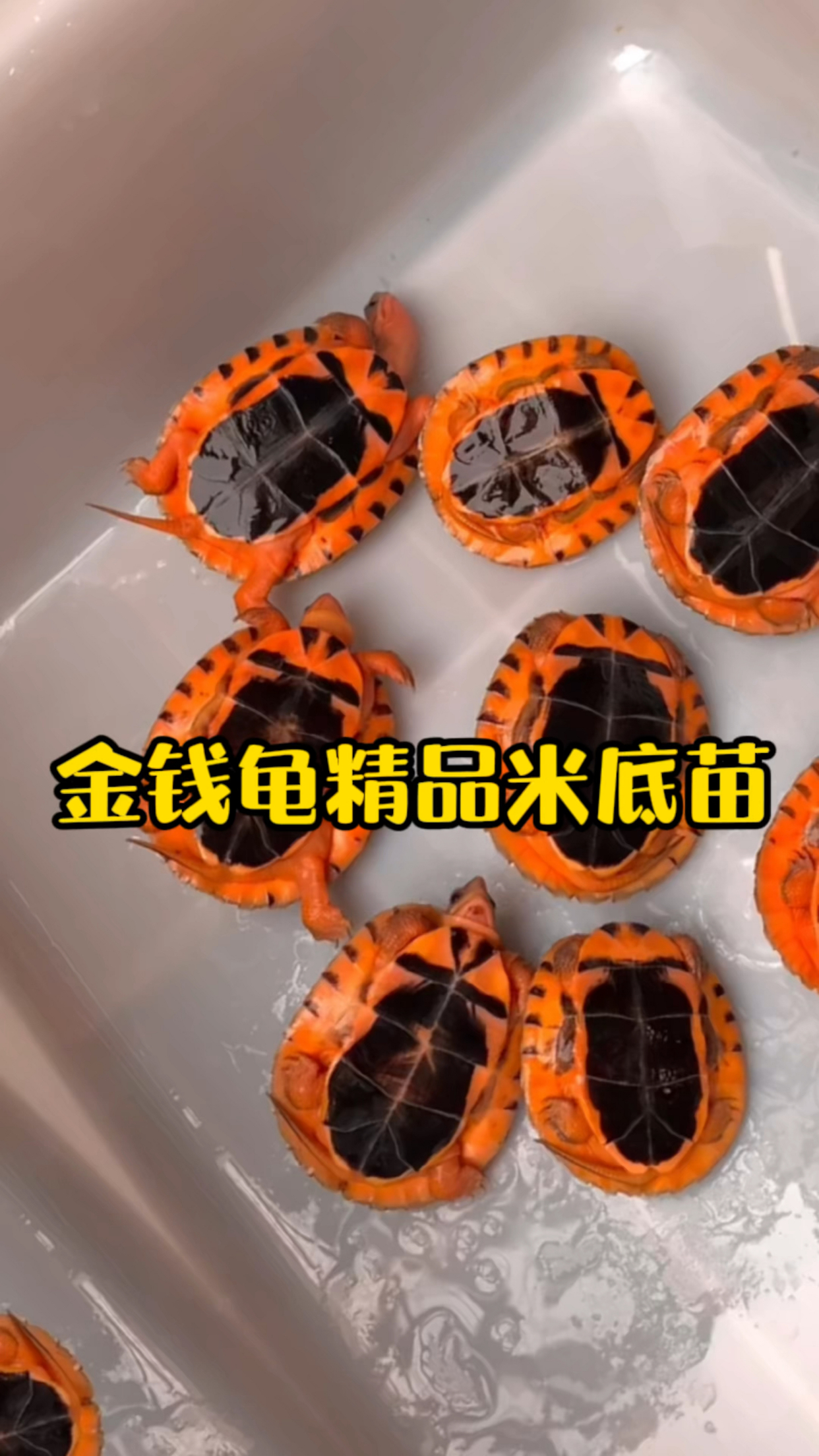 金钱龟精品米底苗合照(25克一50克)血红肉色,米底清晰精致,高品质产品
