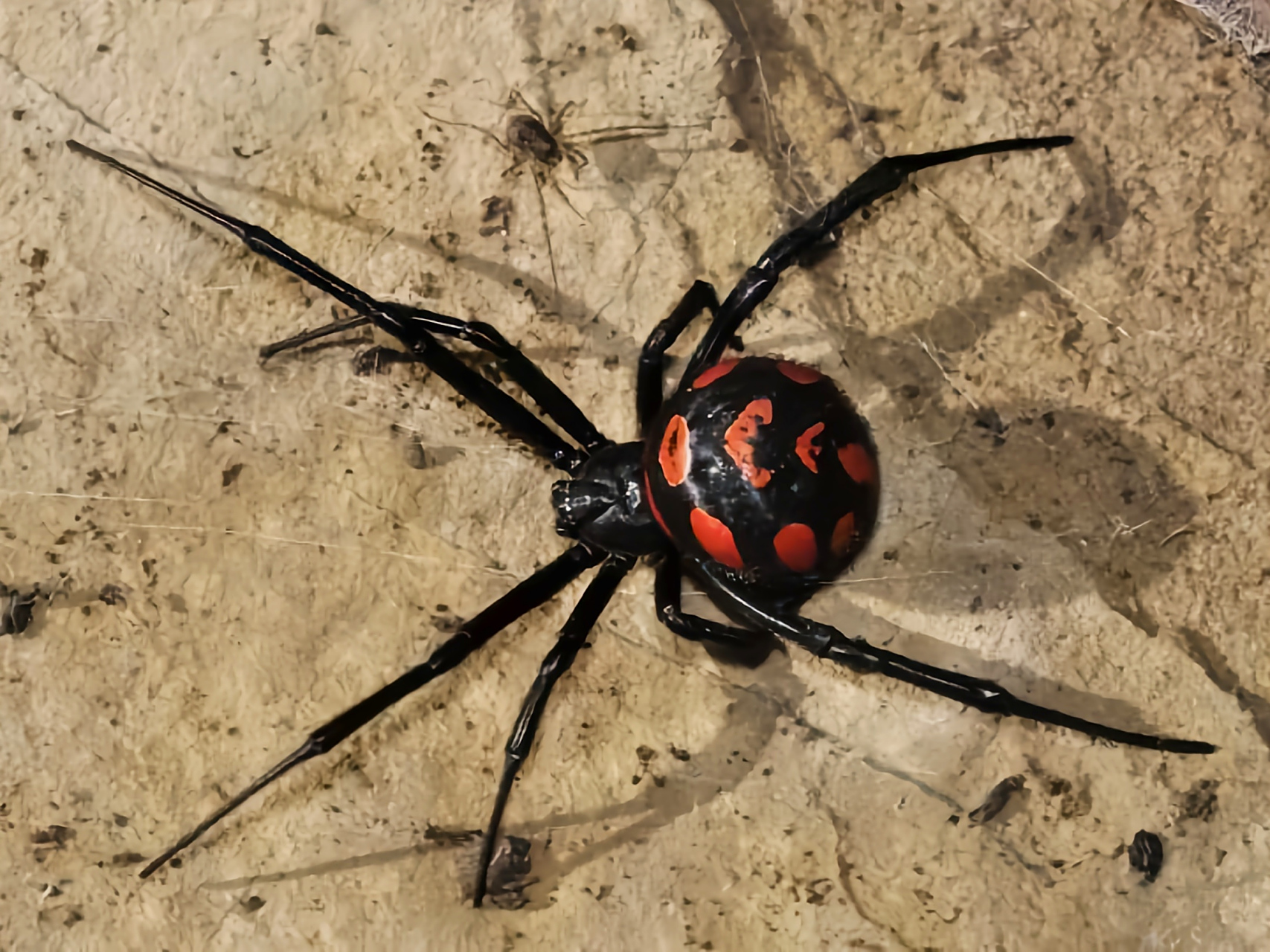 每天认识一种动物——黑寡妇蜘蛛 黑寡妇蜘蛛 别名黑寡妇,红斑寇蛛,黑