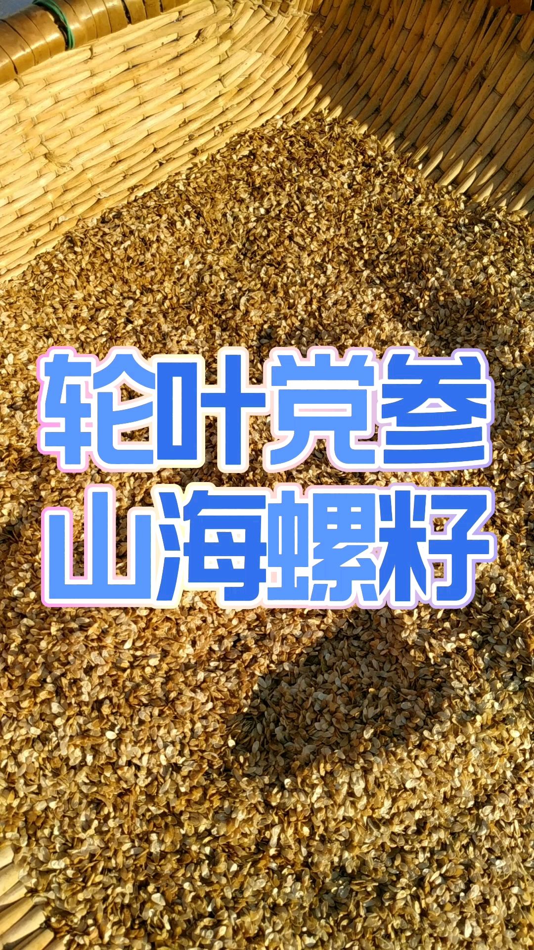 四叶参种子,就这么点,自己亲手一点一点采下来的,今年秋天怎么着也能