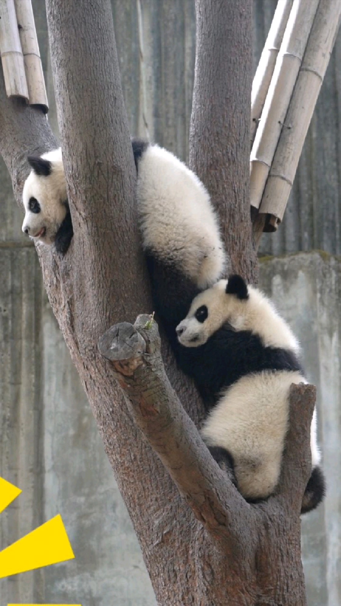 熊猫的尾巴像什么图片