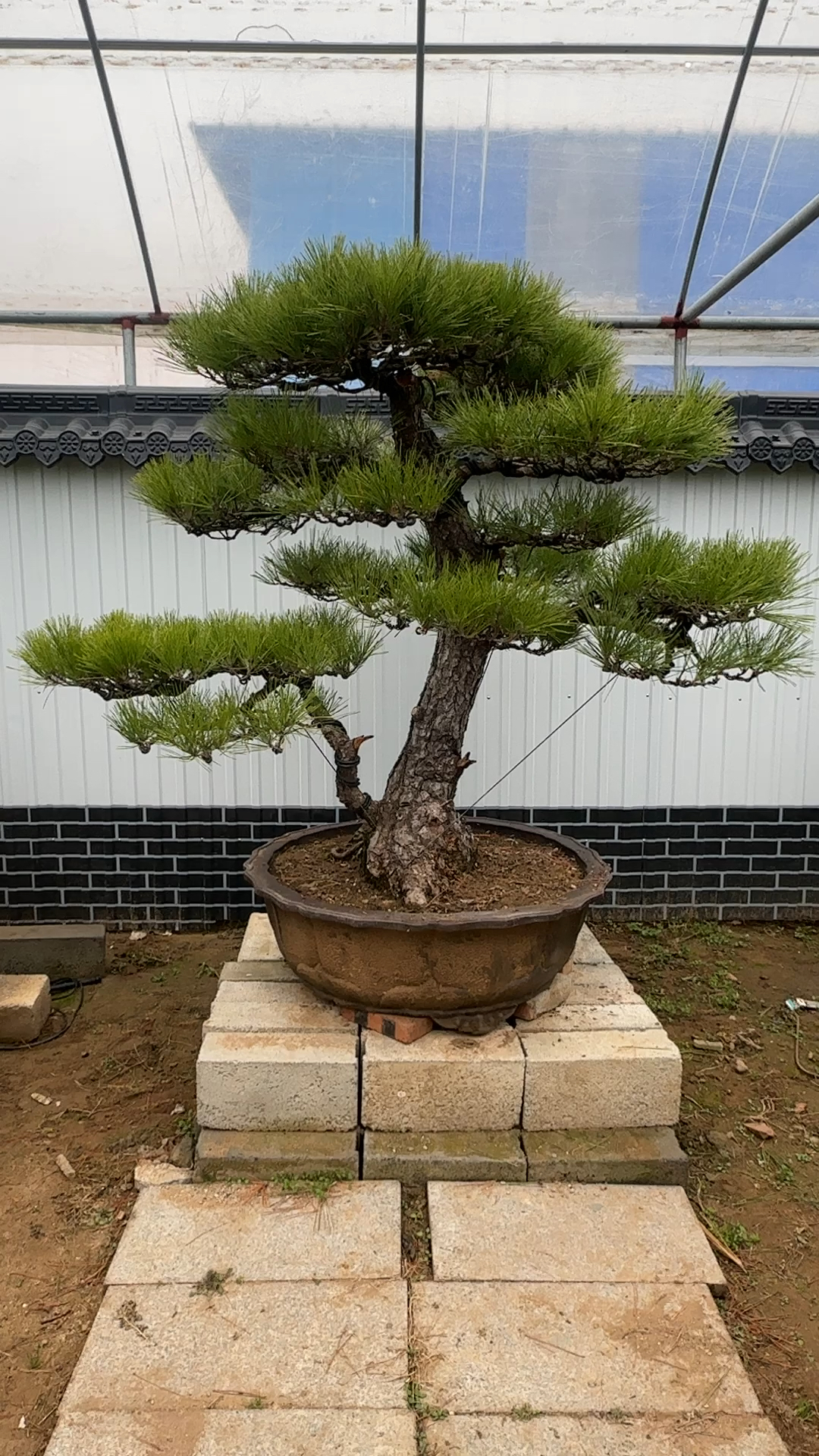 郑永泰黑松盆景图片