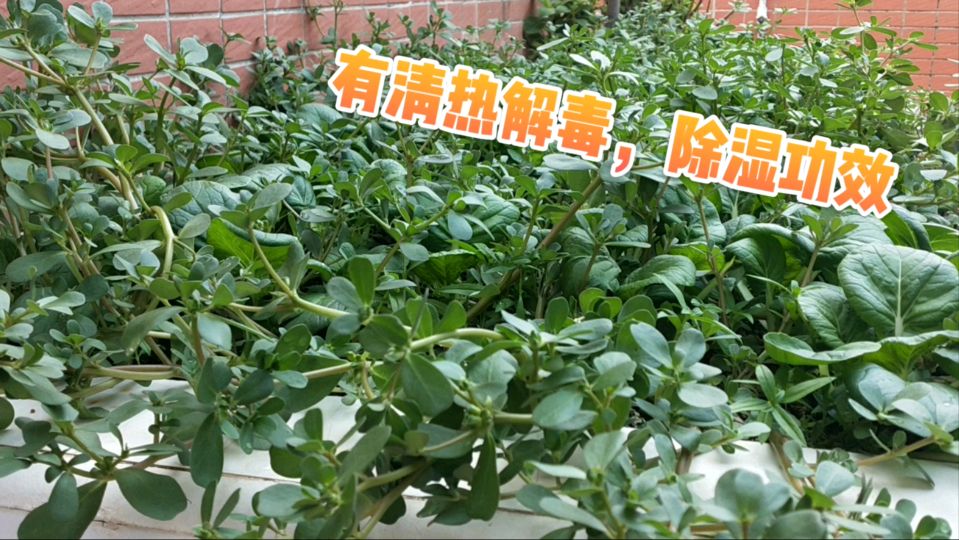 楼顶菜园长满了野菜,这个野菜功效很多,有“长寿菜”之称