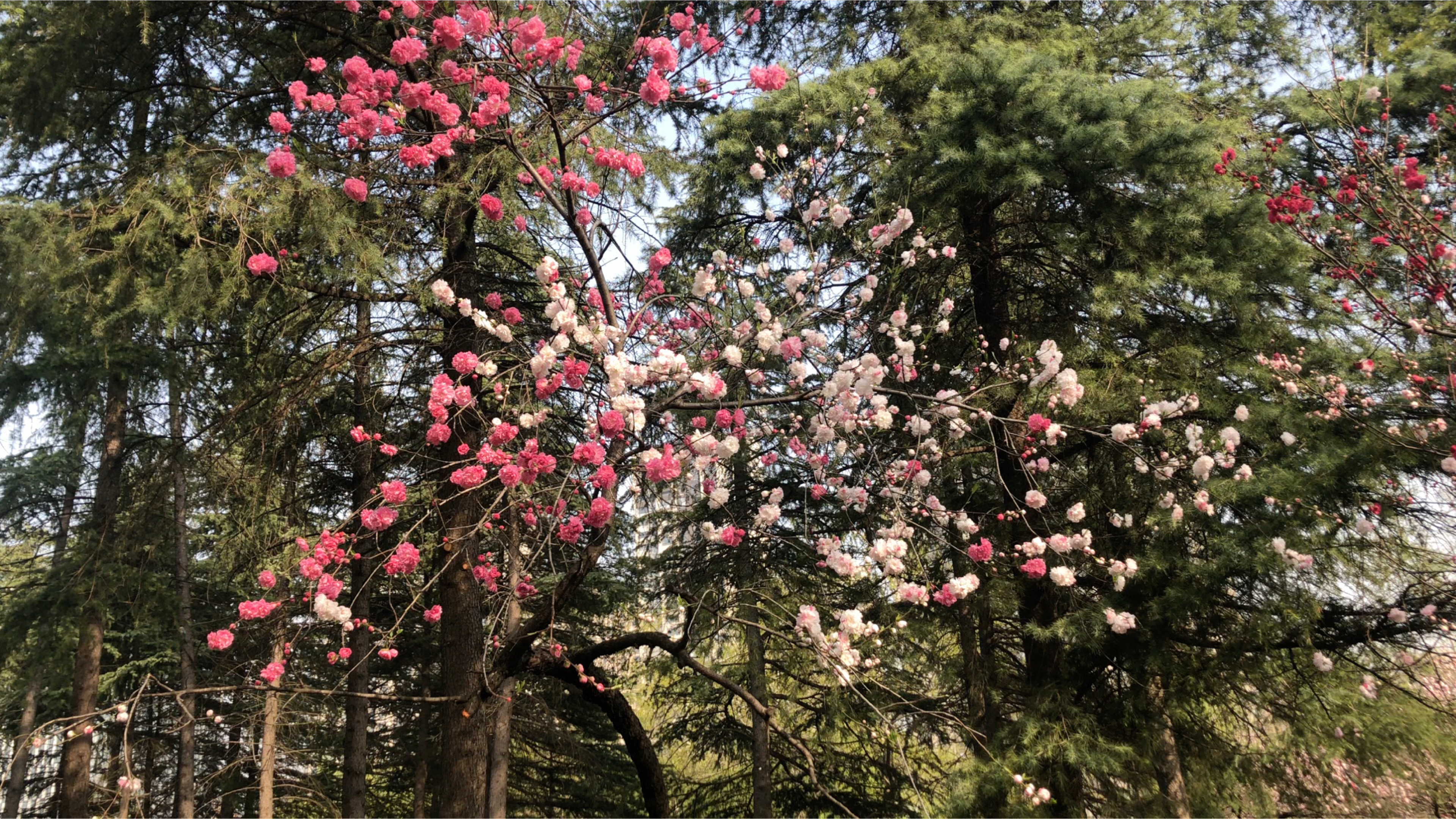 不认识这是什么花,一个枝上开出两个色
