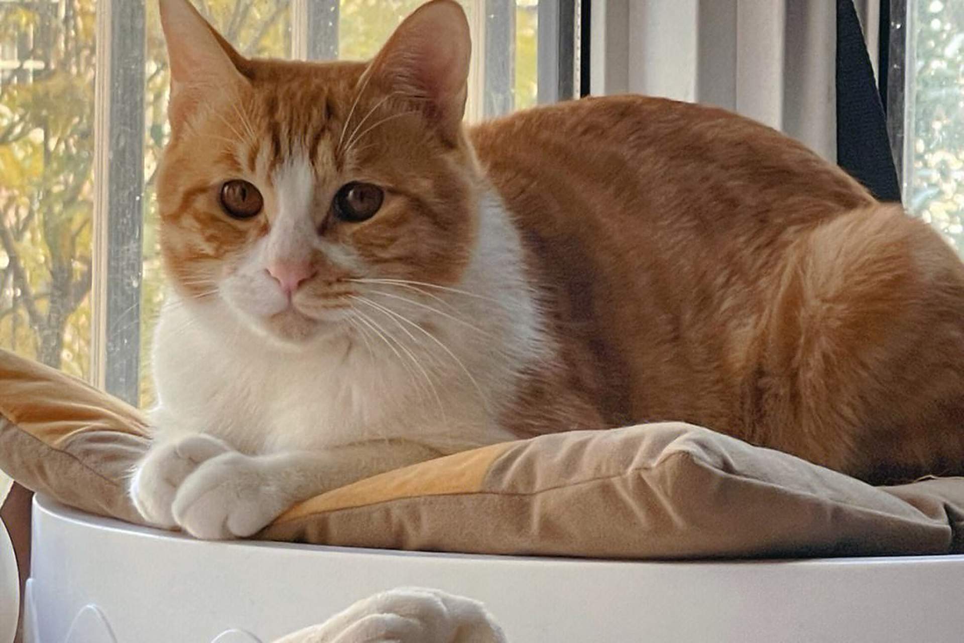 中华橘猫是中国纯种猫之一,俗话说"十只橘猫九只胖,还有一只压倒炕".