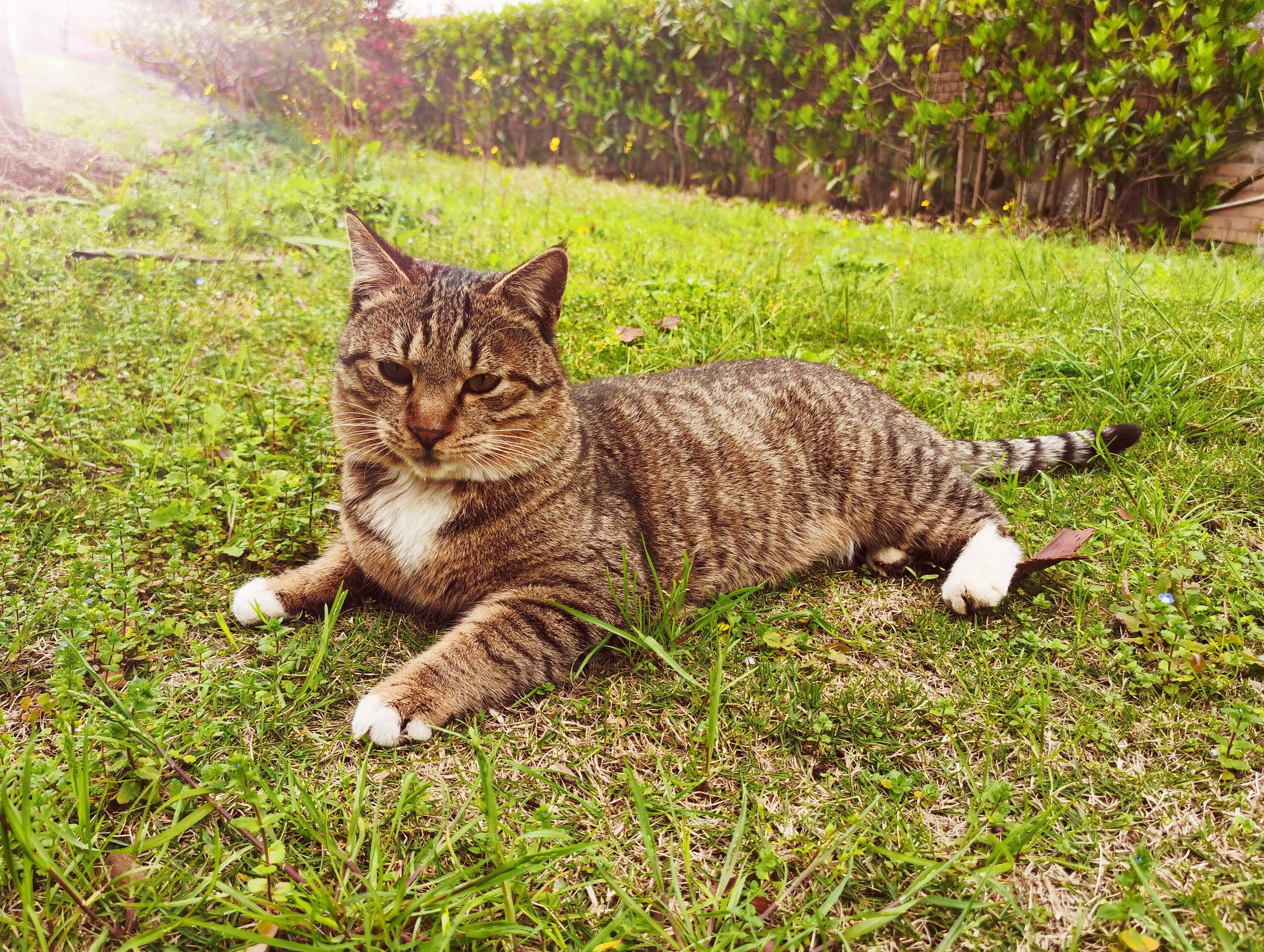 狸花猫聪明如虎(1)