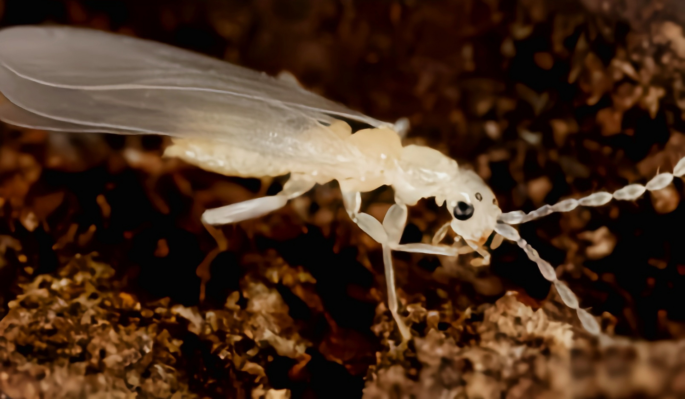 每天认识一种昆虫——中华缺翅虫 中华缺翅虫别名墨脱缺翅虫,原产于