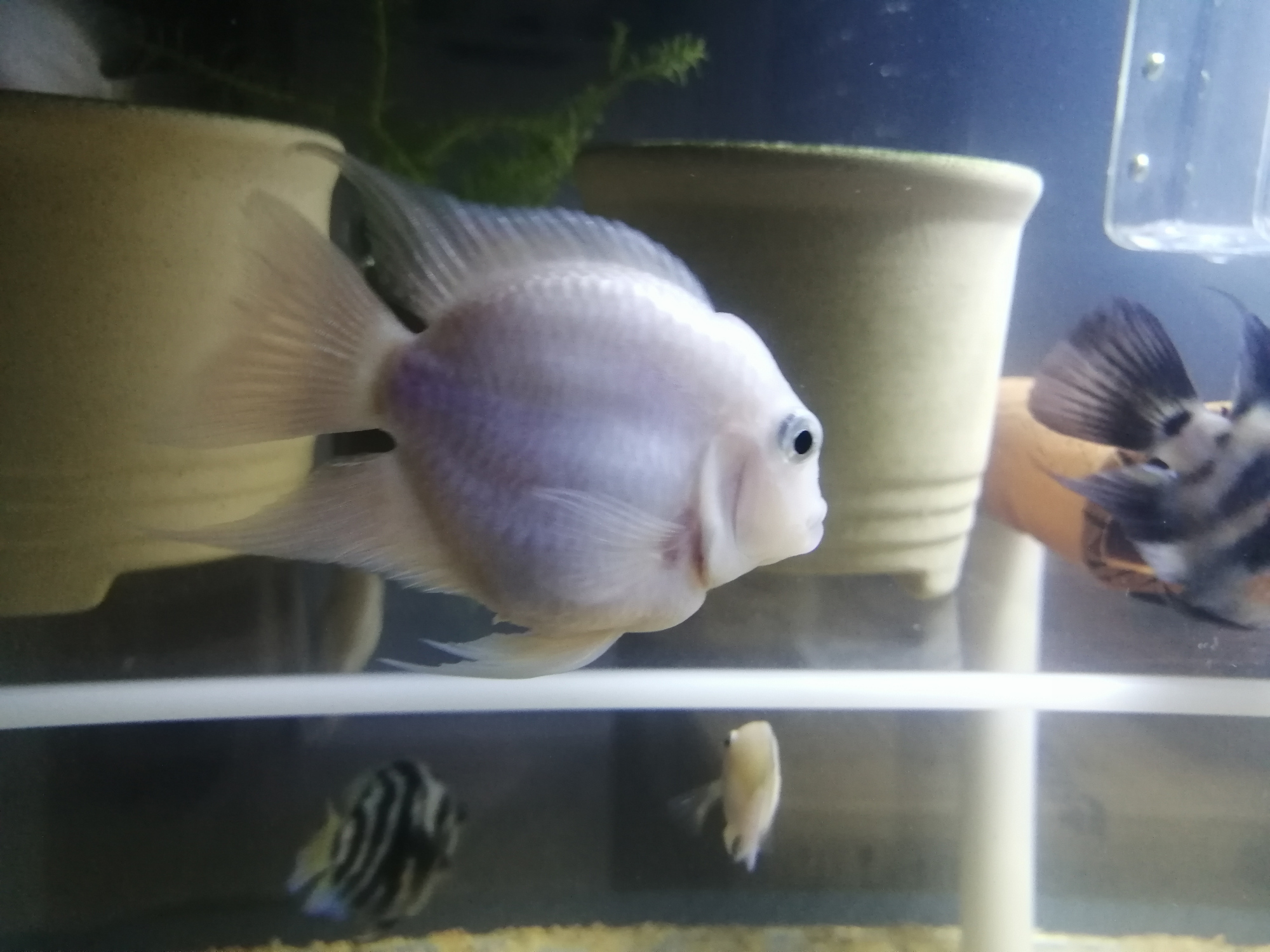 迷你鹦鹉鱼怎么区分公母?